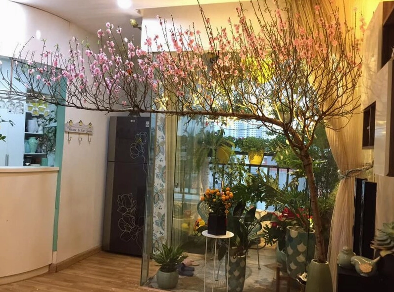 Cây đào Tết nở đẹp lâu tàn nhờ được chăm sóc đúng độ ẩm và ánh sáng