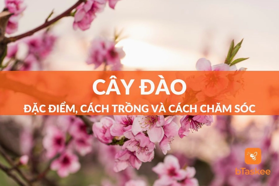 Cây Đào xanh khỏe với tán cành cân đối đang được trồng và chăm sóc trong vườn