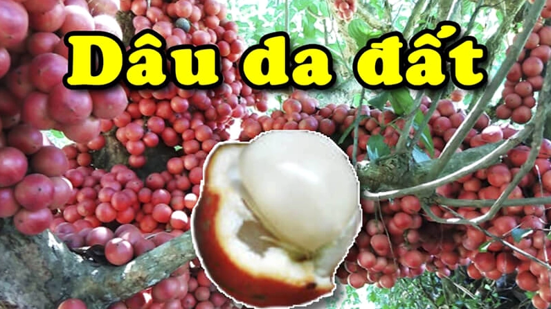 Cây dâu da đất trong bài viết về ý nghĩa phong thủy của cây xanh