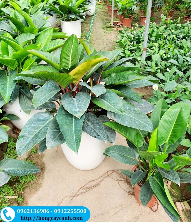 Cây đế vương đỏ trưởng thành với cụm lá to khỏe được trưng bày trong khu vực nội thất