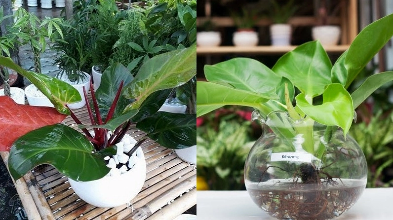 Cây đế vương được trồng trong chậu đất và chậu thủy sinh thể hiện khả năng ứng dụng linh hoạt