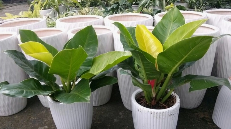 Cây đế vương xanh lá lớn được nhắc nhở cần đặt an toàn tránh trẻ nhỏ chạm hoặc ăn phải
