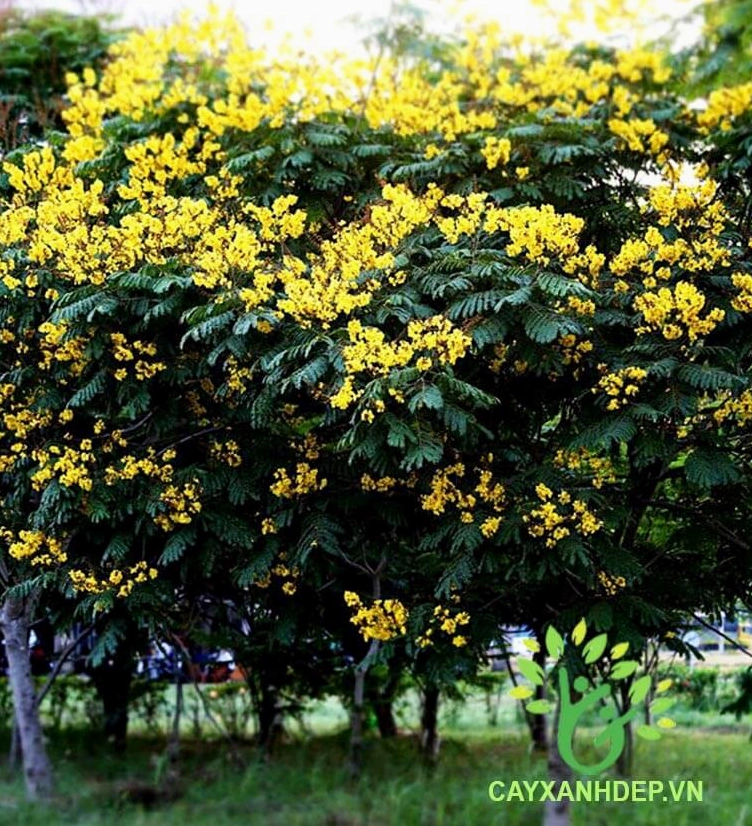 Cây Điệp Vàng trưởng thành với tán rộng và hoa vàng nổi bật ở khuôn viên sân vườn