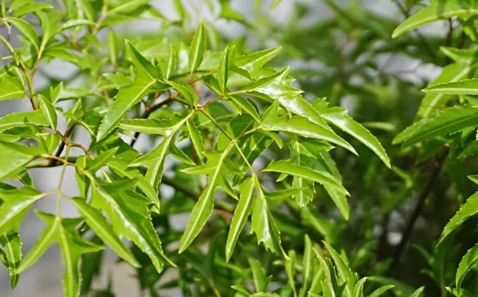 Cây Đinh Lăng Cảnh xanh tốt trước khoảng sân nhà với tán lá dày mềm mại tạo cảm giác yên bình