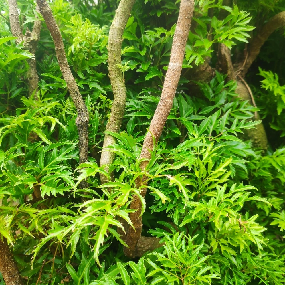Cây đinh lăng làm cảnh với thân gọn và tán lá xòe đẹp nổi bật trong không gian trước nhà