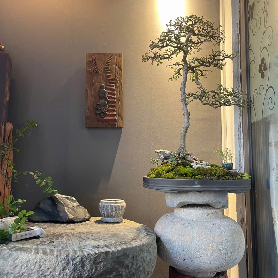 Cây Du bonsai dáng văn nhân mang đường thân mềm mại và thần thái nghệ thuật trong không gian tĩnh