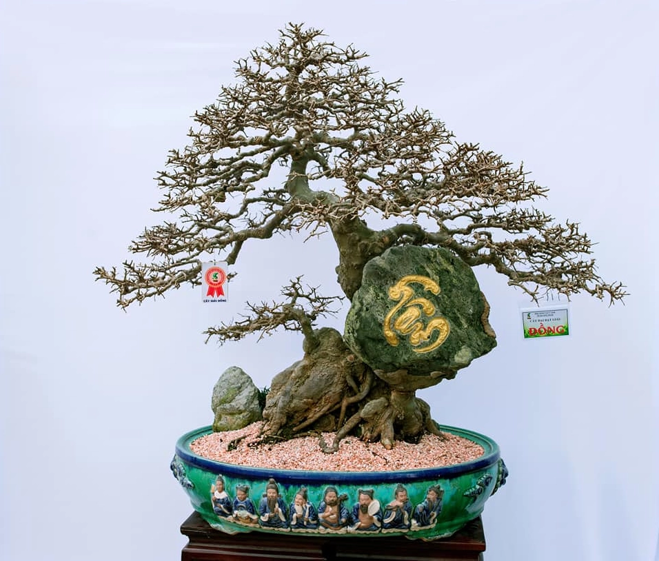 Cây du bonsai với tán lá xanh gọn và thân uốn mềm gợi vẻ cổ kính trong không gian trưng bày