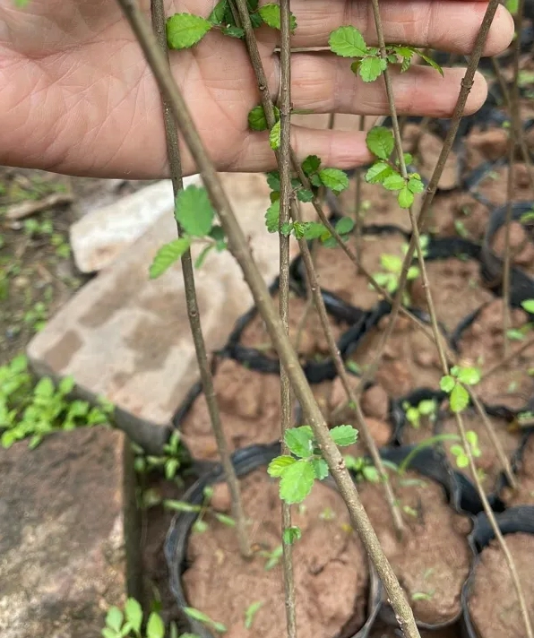 Cây Du Tàu da xanh bonsai với phần gốc chắc khỏe và dáng cây nhỏ gọn giàu sức sống