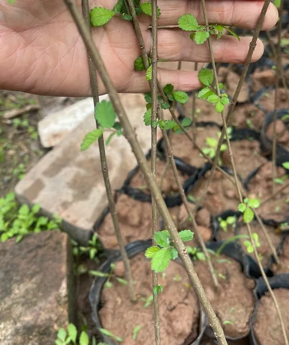 Cây Du Tàu da xanh nhè đá với rễ bám chắc, thân nghiêng và tán lá phủ mềm trên nền đá