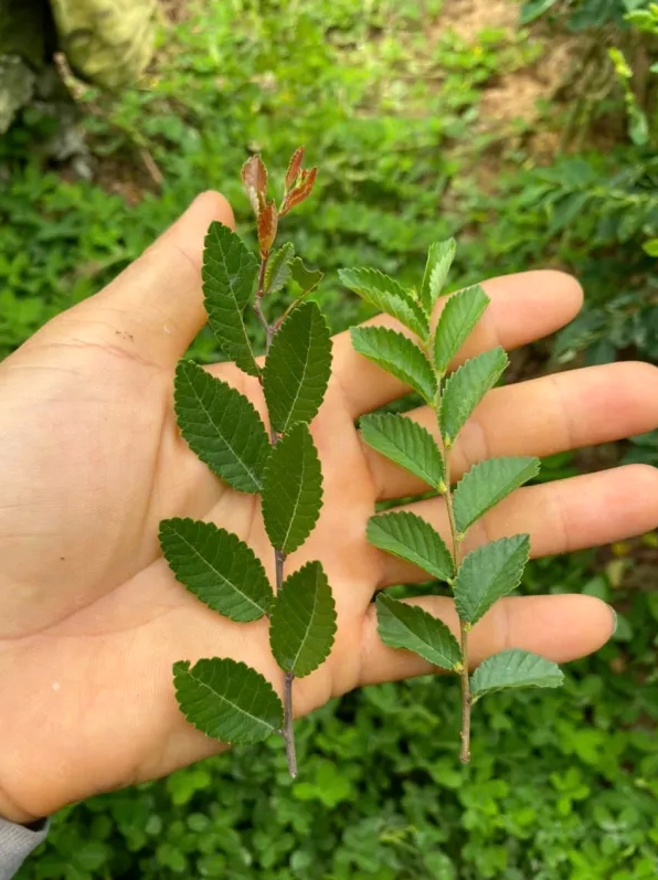 Cây Du Tàu đọt đỏ nhè đá cao khoảng 40cm với chồi non đỏ tươi nổi bật trên nền lá xanh