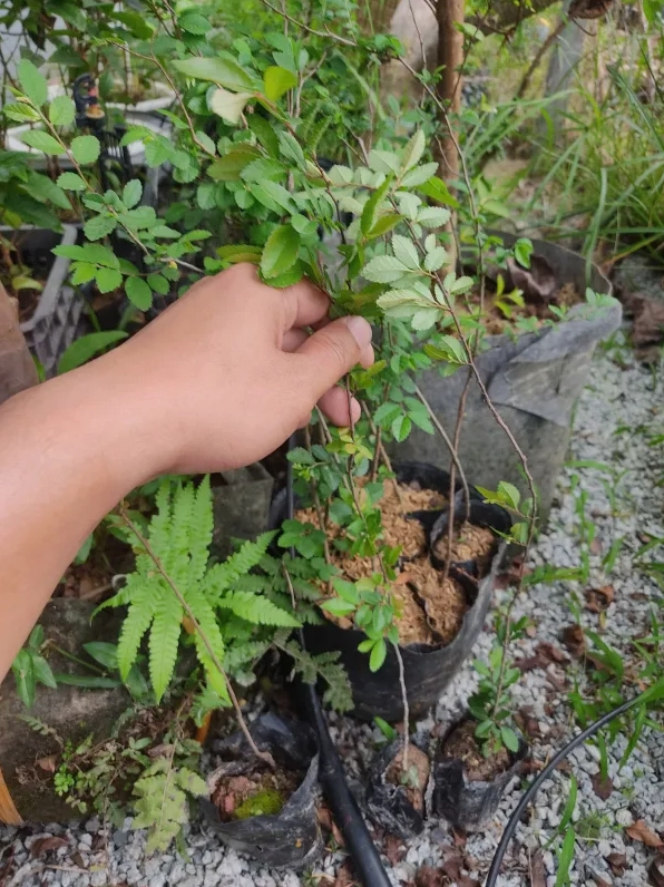 Cây Du Tàu đọt đỏ nhè đá dáng cao thanh với lá non đỏ rải đều trên khung tán