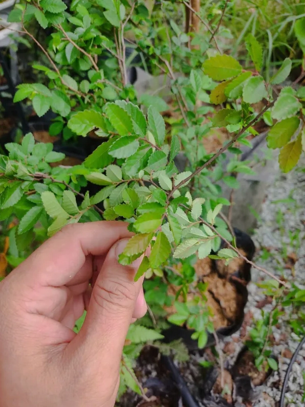 Cây Du Tàu đọt đỏ nhè đá với thân uốn mềm, chồi đỏ rực và đá nền thô ráp tạo tương phản đẹp