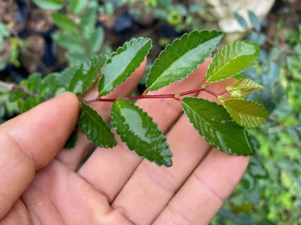 Cây Du Tàu đọt đỏ ôm đá trong khung ngang với thân thấp và dáng cây chắc khỏe