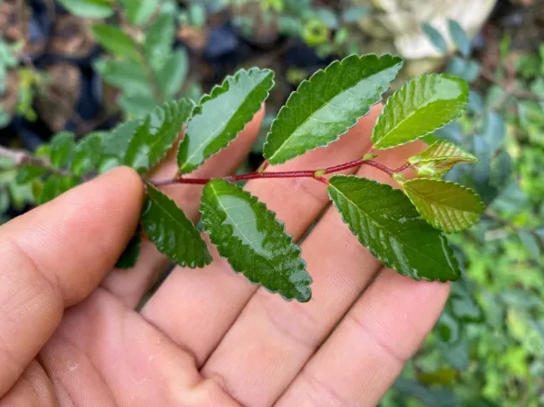 Cây Du Tàu đọt đỏ ôm đá với dáng thấp gọn, thân chắc và sắc non nổi bật trong ánh sáng nhẹ