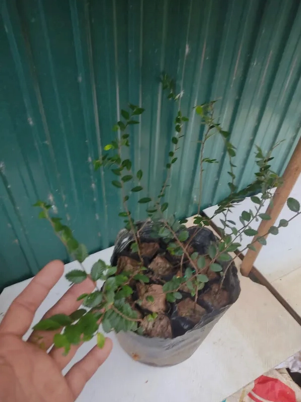 Cây Du Tàu núi cao lá đẹp nhè đá với tán lá mịn, thân chắc và dáng đứng vững trên thế đá