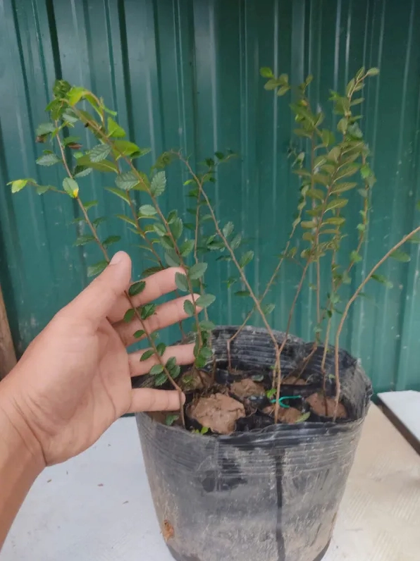 Cây Du Tàu núi cao lá đẹp ôm đá với thân già, cành tỏa và lá xanh đồng đều
