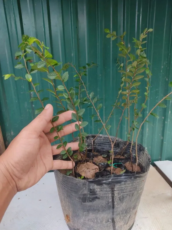 Cây Du Tàu núi cao lá đẹp với cành lá xếp lớp mềm mại trên nền thế đá tự nhiên