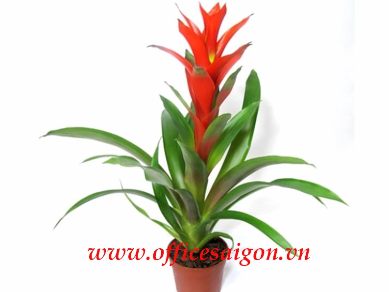 Cây Dứa Nến Đỏ với sắc màu nổi bật được dùng như hình ảnh đối chiếu về bảng màu trong thế giới cây cảnh