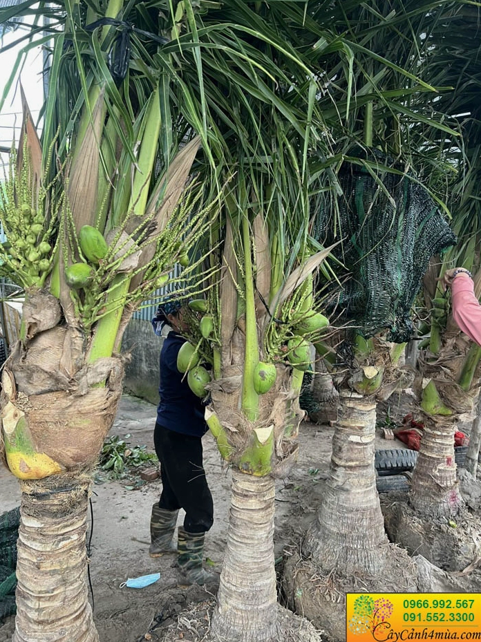 Cây Dừa Xiêm Lùn ăn quả trồng sân vườn tạo điểm nhấn nhiệt đới thanh nhã