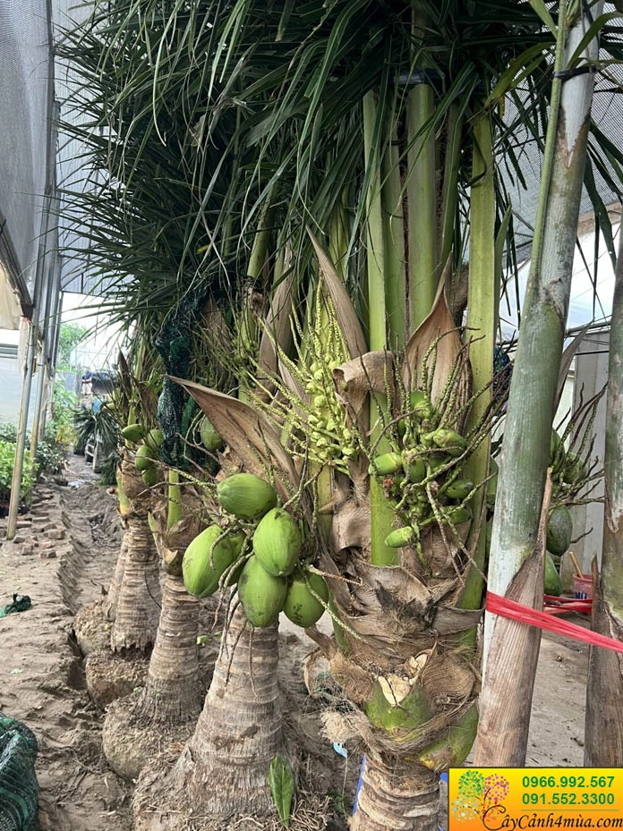 Cây Dừa Xiêm Lùn ăn quả với tán lá xòe mềm và trái xanh nổi bật