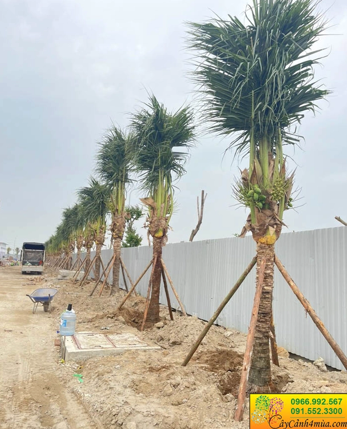 Cây Dừa Xiêm Lùn dáng đẹp được chăm sóc gọn gàng trong khu vườn