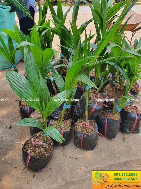 Cây Dừa Xiêm Lùn giống trong giai đoạn phát triển với bộ lá vươn thẳng