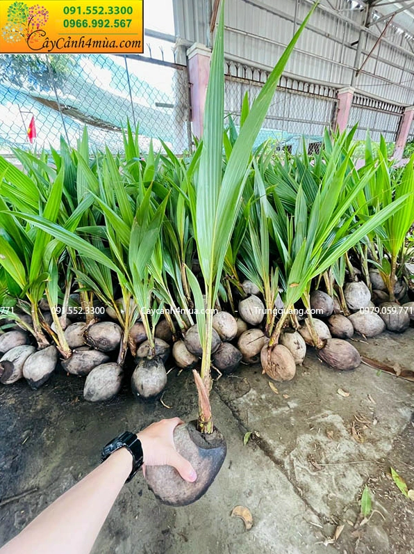 Cây Dừa Xiêm Lùn giống với lá non xanh tươi và dáng khỏe mạnh