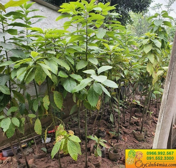 Cây Dừa Xiêm Lùn với tán lá xanh đậm và dáng cây khỏe khoắn trong chậu hoặc vườn
