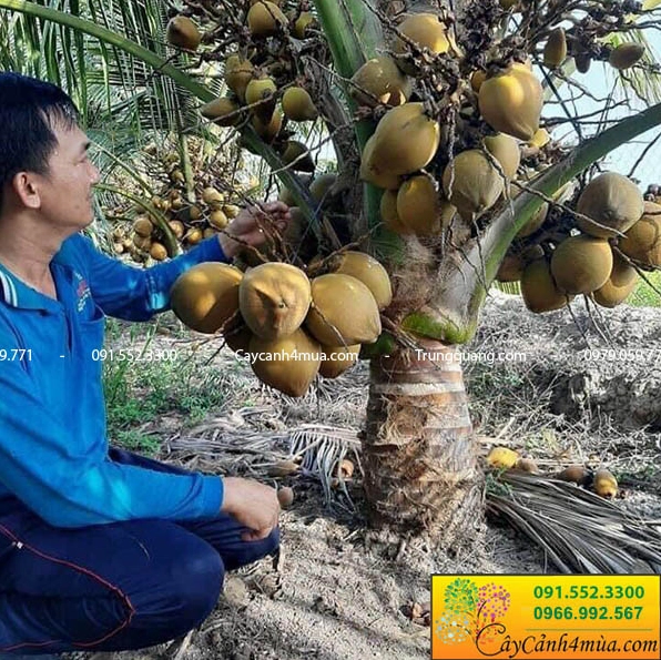 Cây Dừa Xiêm Lùn xanh mướt cho năng suất cao trong khu vườn ngập nắng