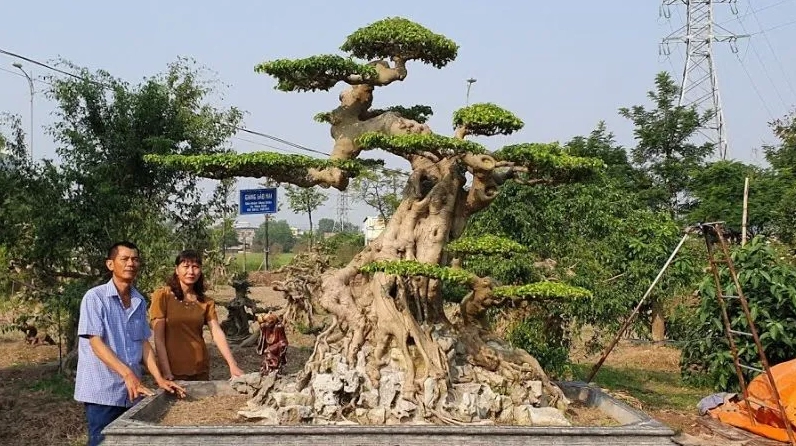Cây Duối bonsai dáng huyền buông mềm đầy nghệ thuật bên chậu cảnh cổ điển