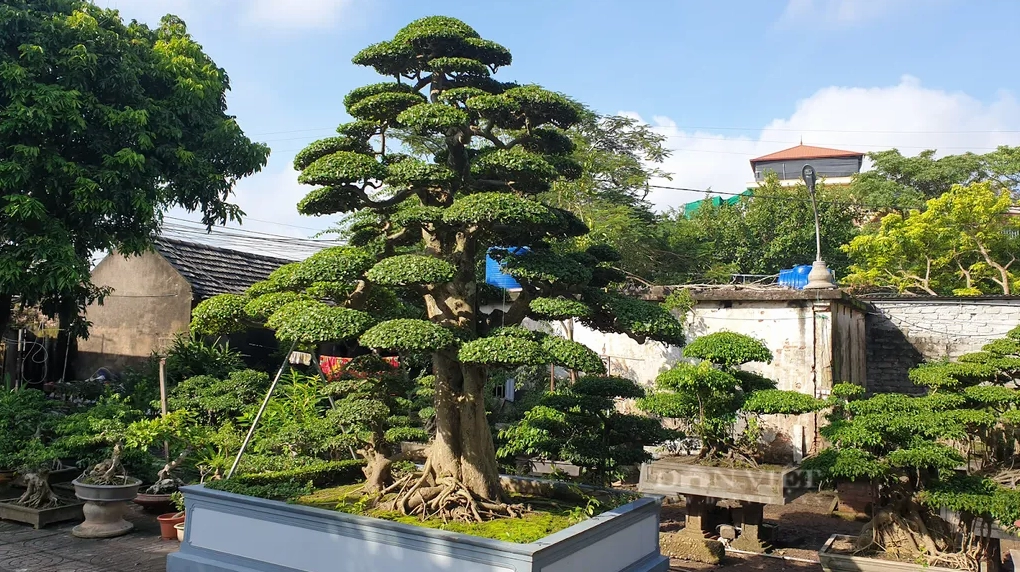 Cây Duối bonsai dáng trực với thân thẳng vững vàng và tán lá gọn gàng đầy khí chất