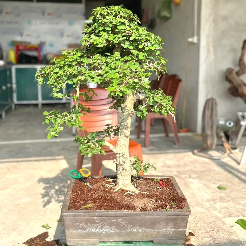 Cây Duối bonsai dáng văn nhân thanh thoát với thế cây cao gầy và tinh tế