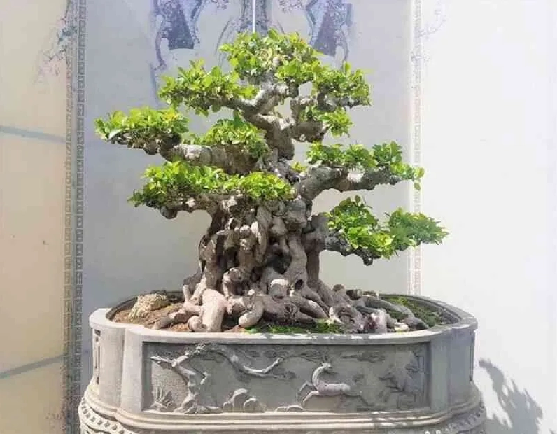 Cây Duối bonsai với đường uốn nghệ thuật, tán lá xanh gọn và thân già đẹp mắt