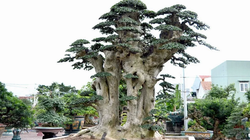 Cây Duối cao to vững chãi hiện lên mạnh mẽ giữa không gian rộng thoáng