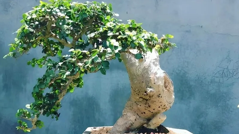 Cây Duối đặt trong không gian sống mang vẻ thanh lịch và cảm giác bình yên nhẹ nhàng