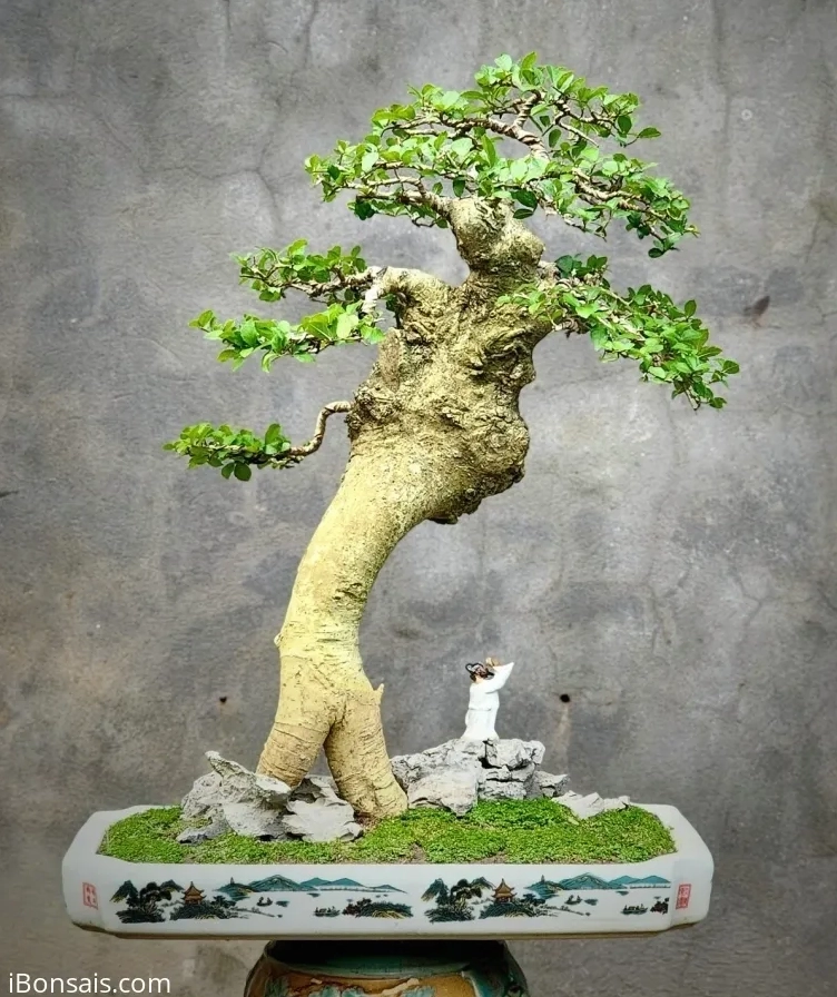 Cây Duối giúp không gian phòng khách sinh động hơn với nguồn năng lượng tích cực