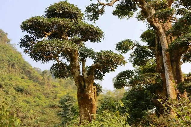 Cây duối rừng cao lớn với thân chắc khỏe và tán lá dày nổi bật trong không gian tự nhiên