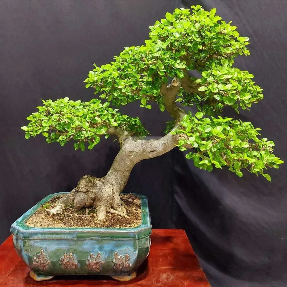 Cây Duối thanh nhã với hình dáng độc đáo trở thành điểm nhấn nổi bật giữa phòng khách