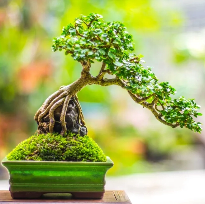 Cây Duối trong phòng khách tạo cảm giác gần gũi, mát mẻ và tinh tế cho tổ ấm