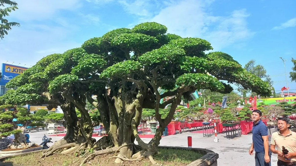 Cây Duối trong sân vườn hòa hợp với thiên nhiên và tạo điểm nhấn yên bình