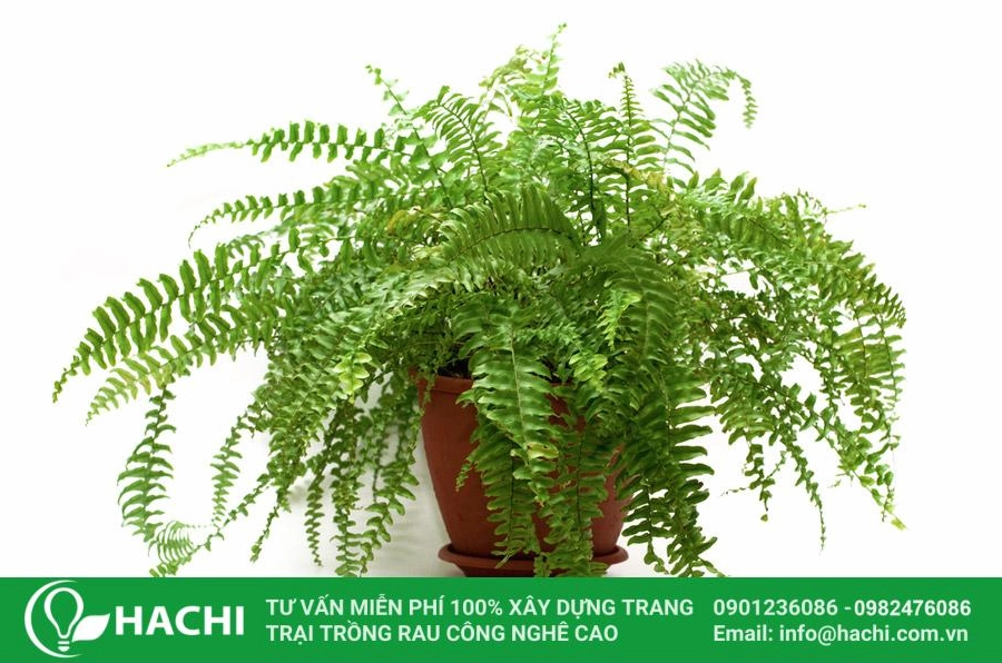Cây dương xỉ cảnh với tán lá xanh dày mang vẻ đẹp mộc mạc và gần gũi