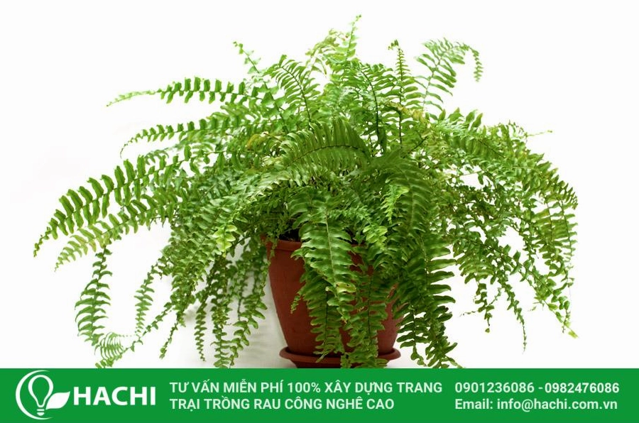 Cây dương xỉ cảnh xanh tươi được trồng gọn gàng trong chậu