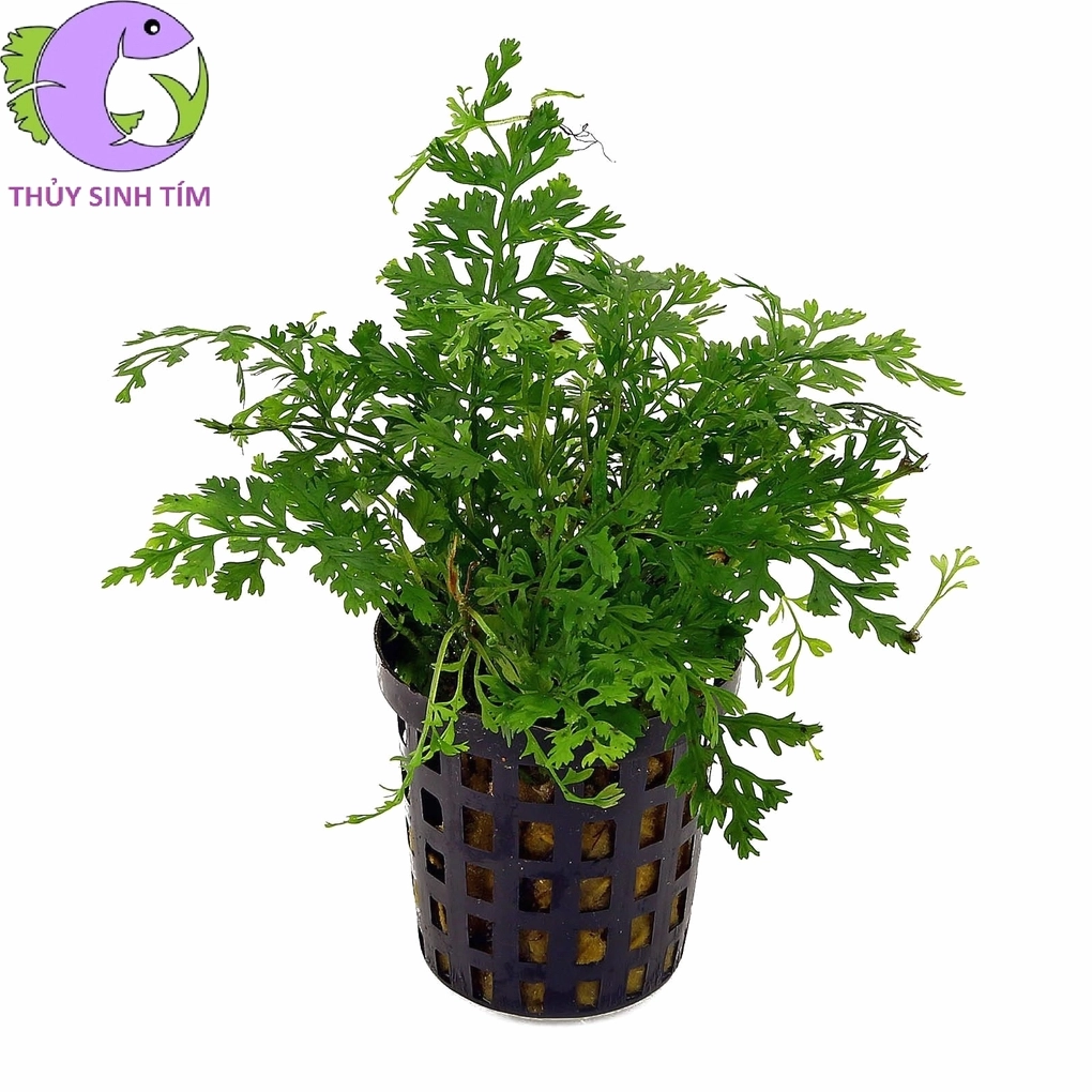Cây Dương xỉ châu Phi mini trong cốc nhỏ với cụm lá xanh dày và khỏe