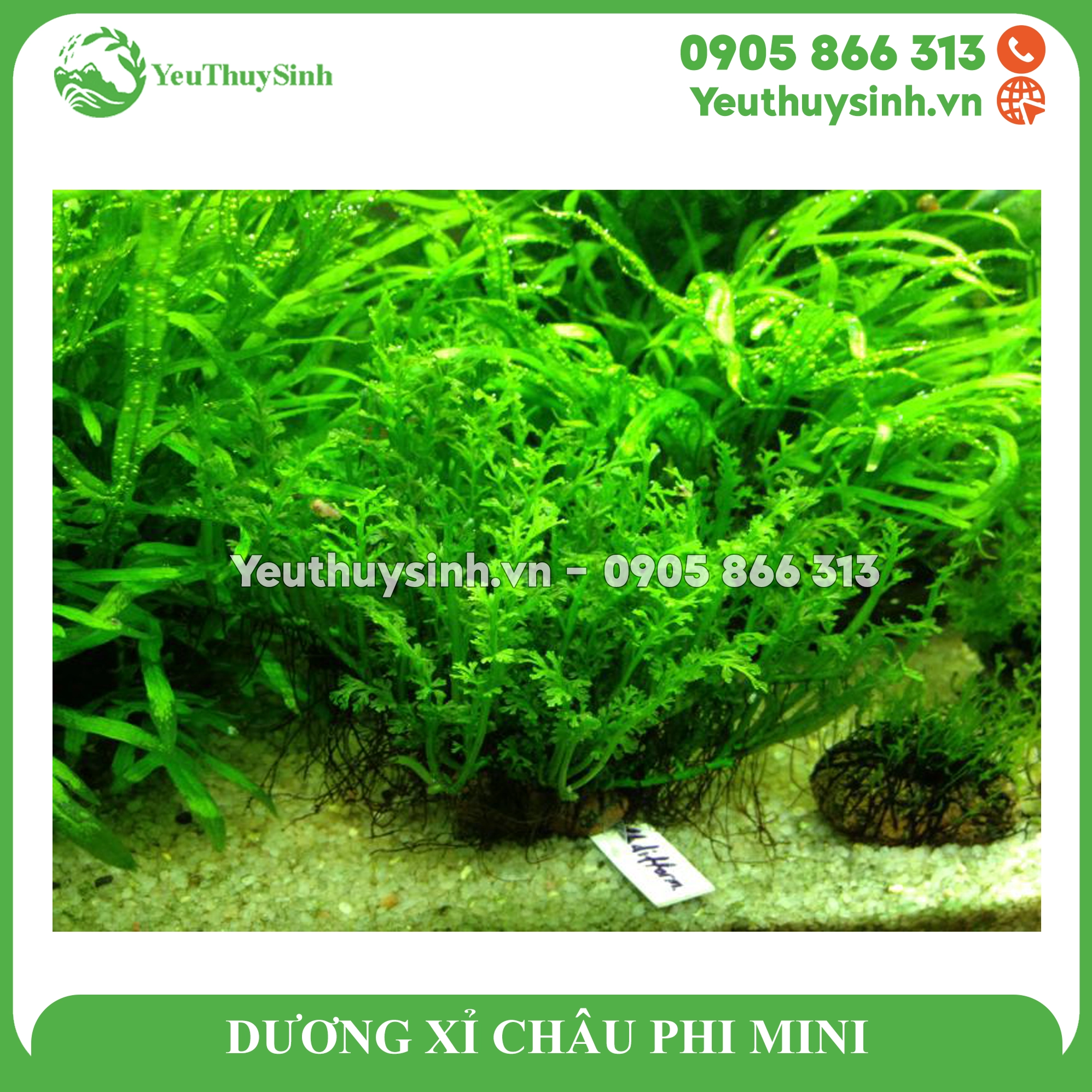 Cây Dương xỉ châu Phi mini xanh mướt phù hợp trồng thủy sinh hoặc bán cạn