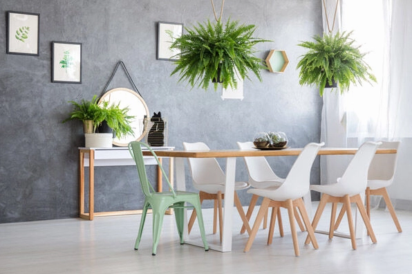 Cây dương xỉ đặt trong phòng làm việc tạo điểm xanh dịu mắt