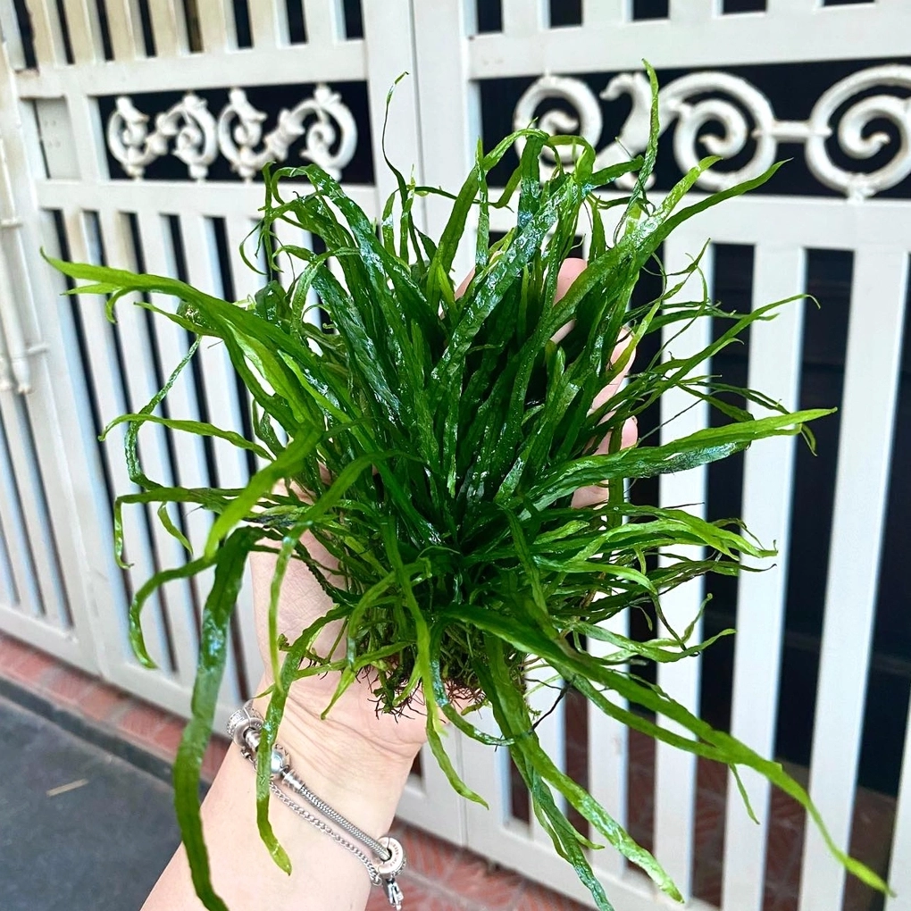 Cây dương xỉ lá kim 1 với cụm lá gọn gàng xanh non phù hợp cho bể thủy sinh nhỏ