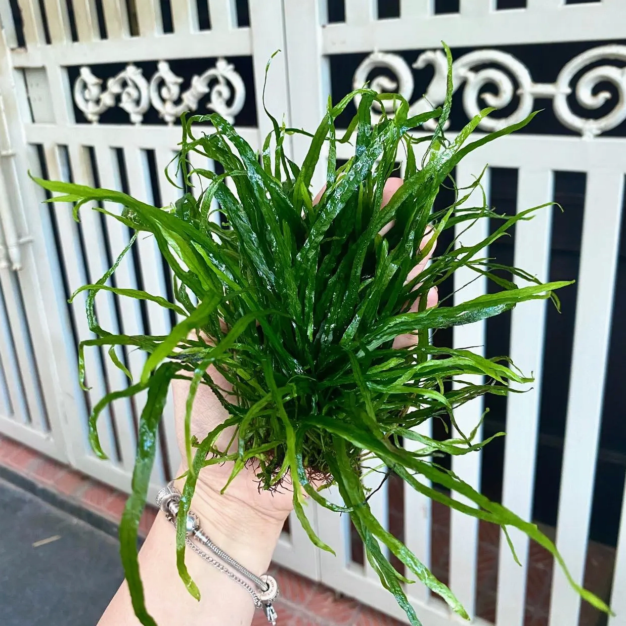 Cây Dương Xỉ Lá Kim bụi nhỏ với thân rễ khỏe và các lá kim mềm rủ nhẹ trong bể thủy sinh