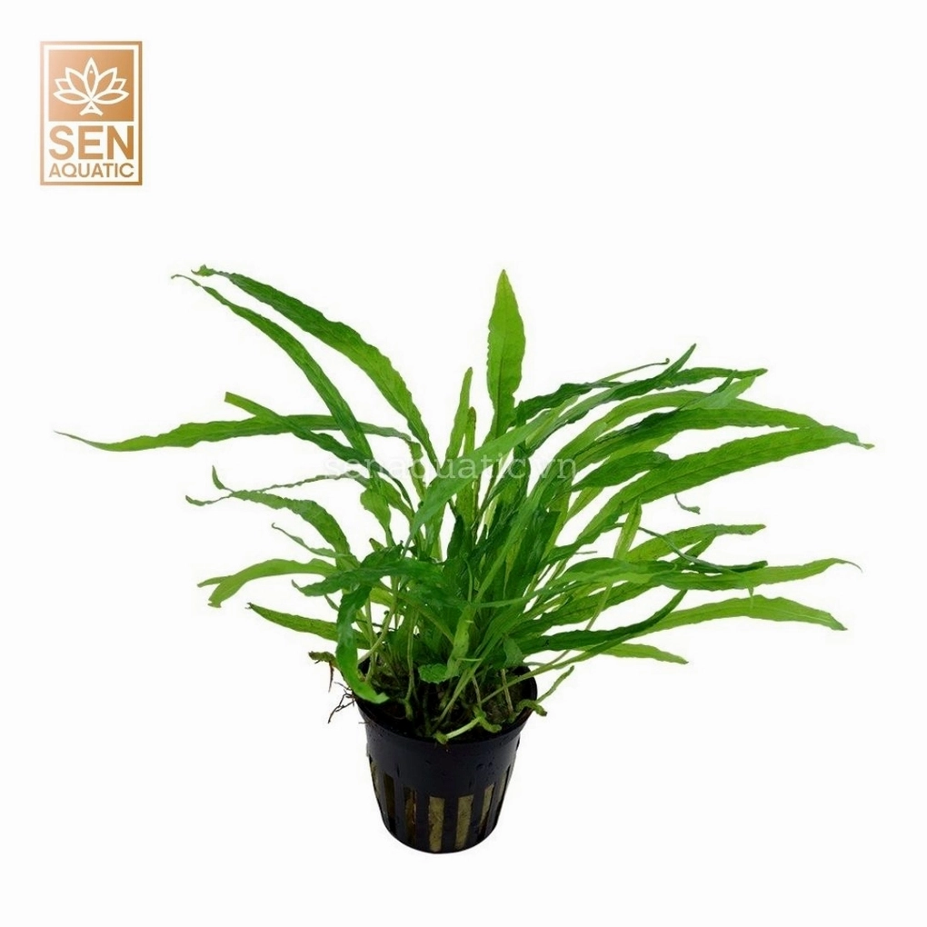 Cây Dương Xỉ Lá Kim Microsorum pteropus với lá dài hẹp xanh đậm hiện lên mềm mại trong bố cục thủy sinh