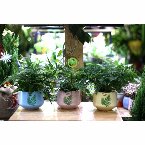 Cây Dương Xỉ mini với tán lá mềm xanh mướt phù hợp trang trí bàn và kệ nhỏ