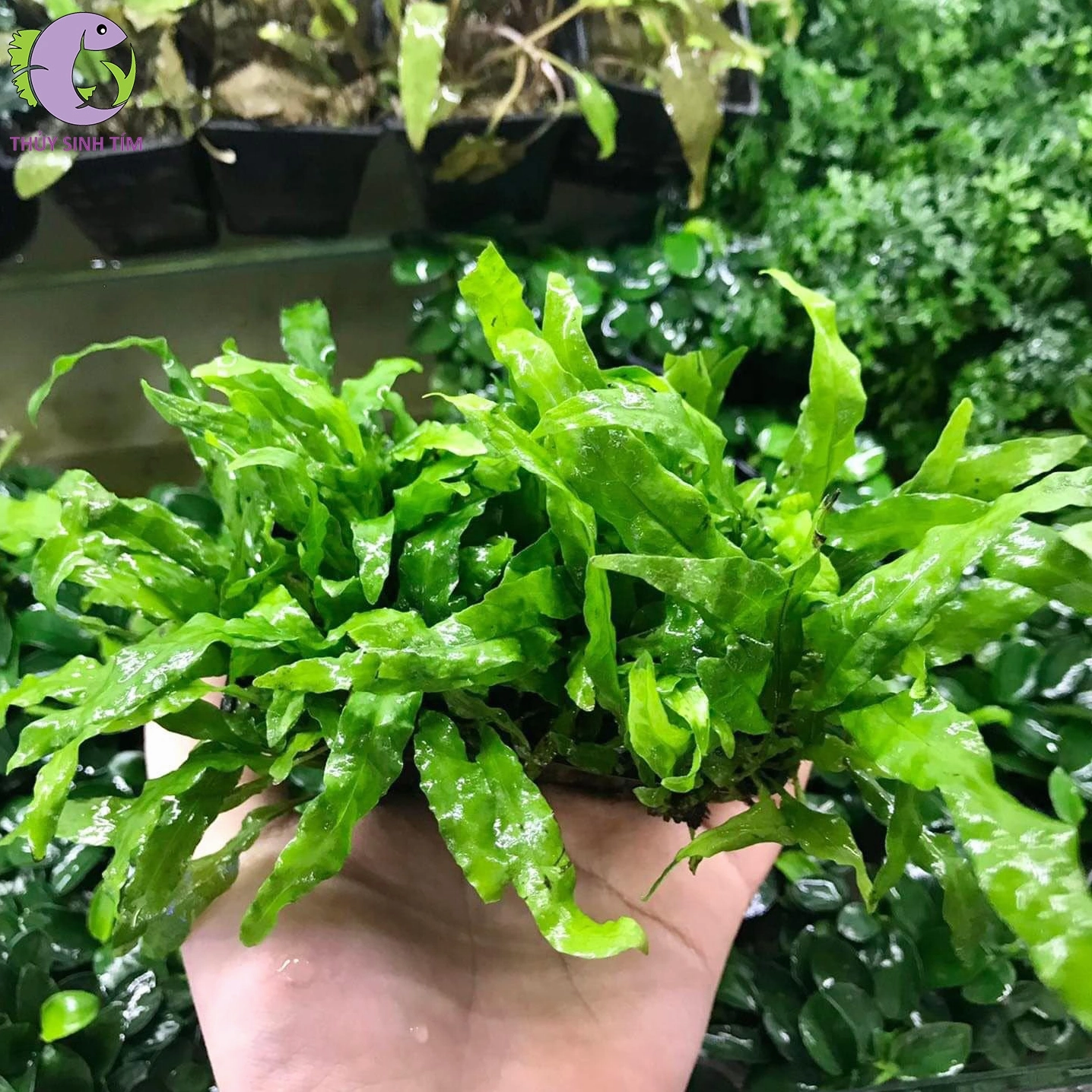 Cây dương xỉ mỹ nhân có tán lá thanh mảnh vươn nhẹ